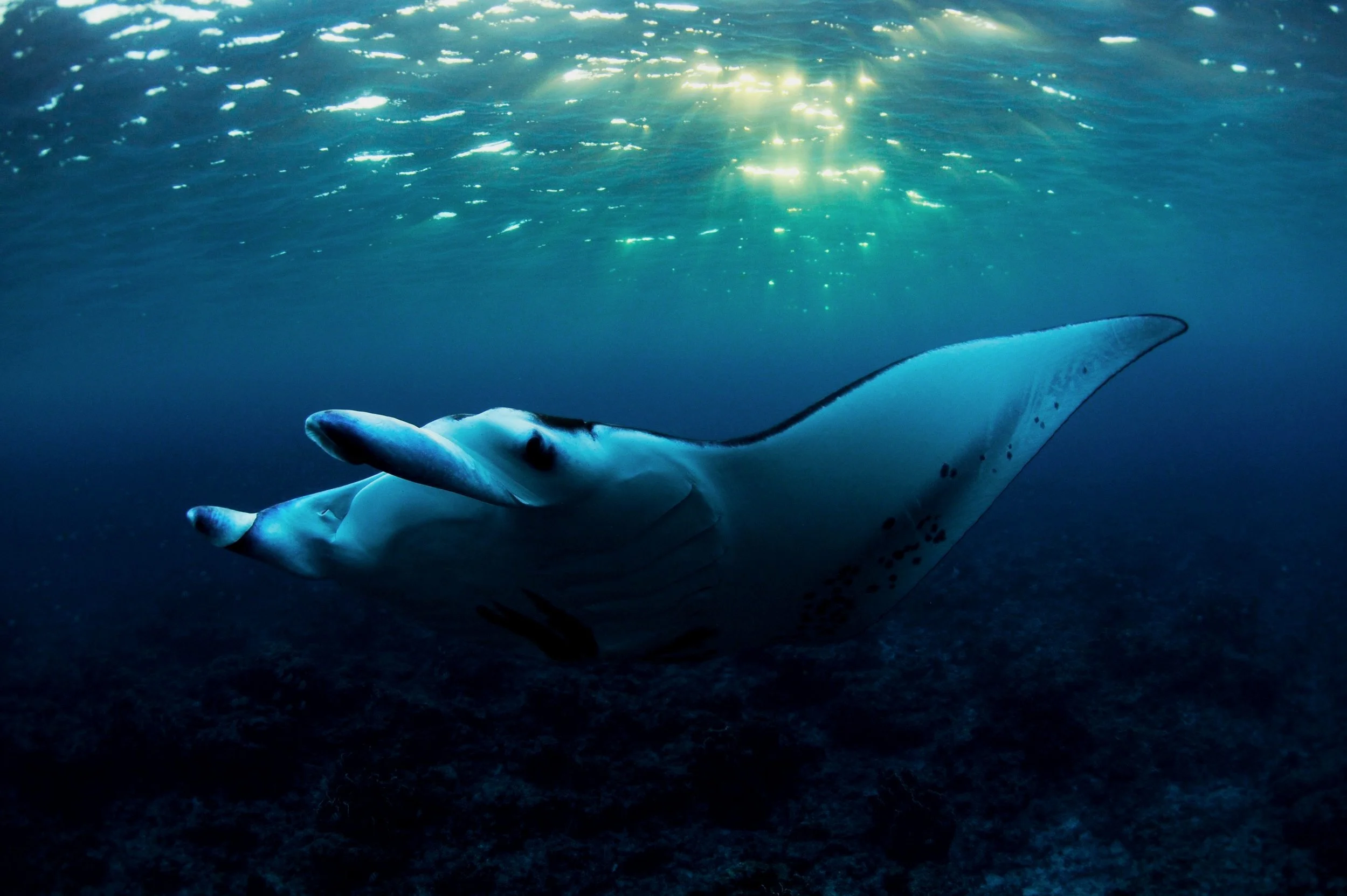 Manta Books — Manta Trust